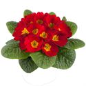 Afbeelding van Primula P10.5 Red